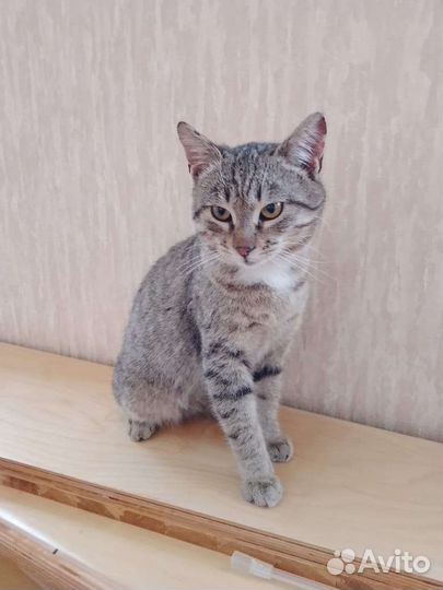 Котик мальчик в добрые руки