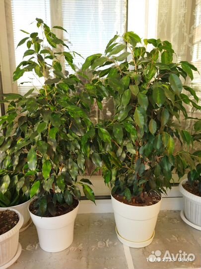 Фикус бенджамина