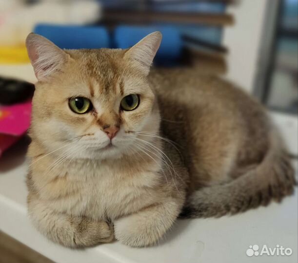 Британская короткошерстная кошка