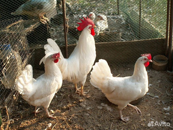 Куры несушки Коричневые