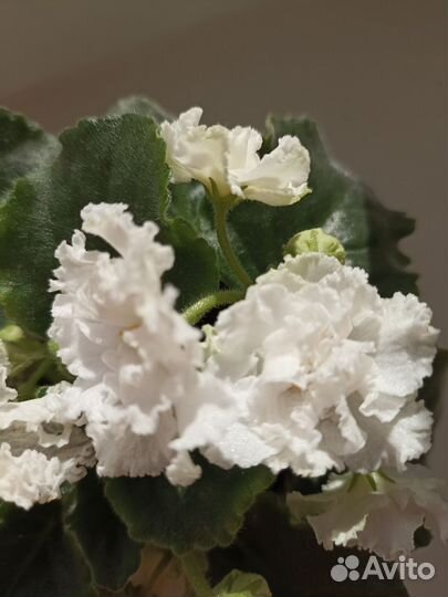 Фиалка белая