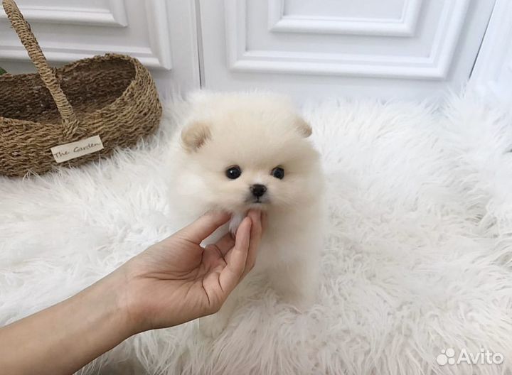 Супер мишки на дом шпицы померашки видео