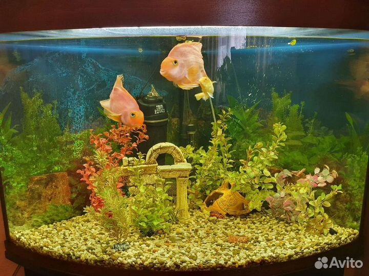 Аквариум Биодизайн Диарама с тумбой и фильтром