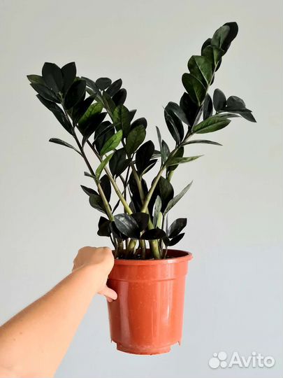 Замиокулькас черный Raven