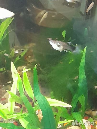 Рыбки гуппи