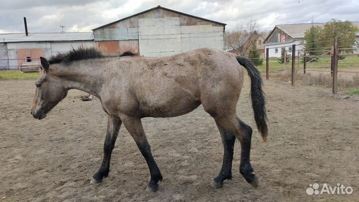 Продам лошадей