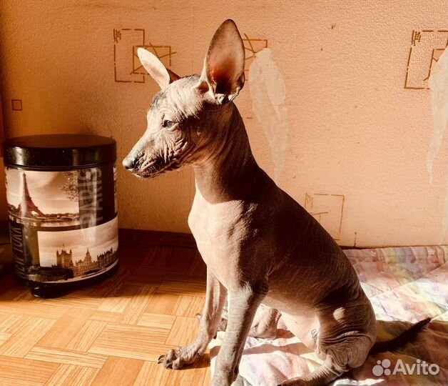 Ксоло Щенок, сука