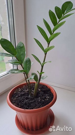 Замиокулькас