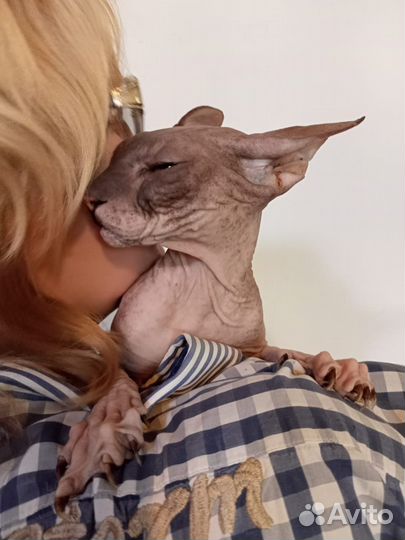 Сфинкс - кошечка в добрые руки