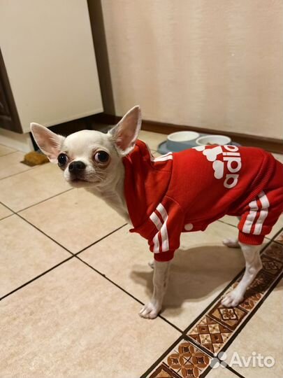 Костюм для маленькой собаки