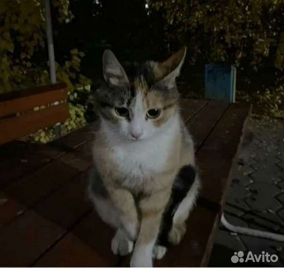 Кошечка и котёнок