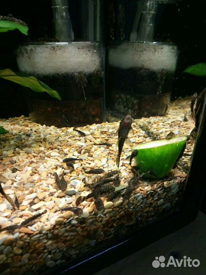 Сомики анциструсы (подростки и взрослые сомы)