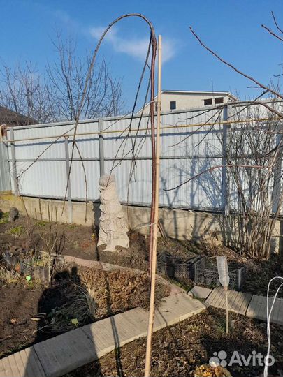 Черешня плакучая