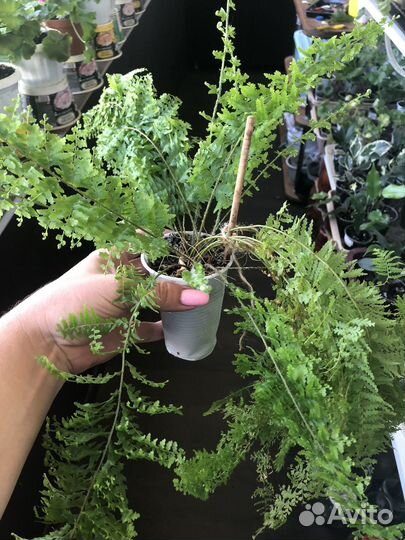 Папоротник