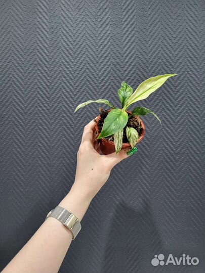 Спатифиллум вариегатный