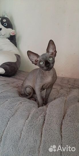 Канадский сфинкс мальчик