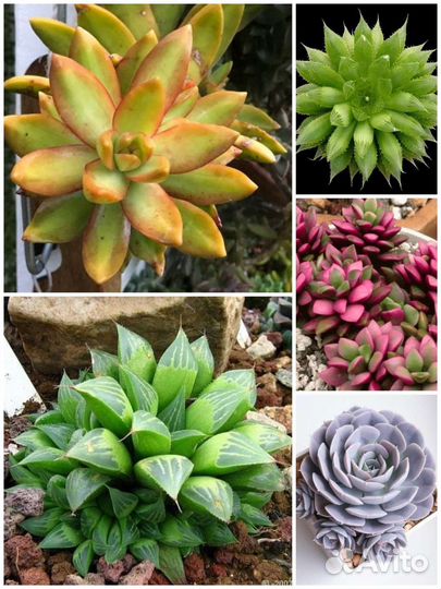 Суккуленты