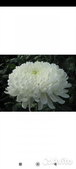 Хризантема одноголовая