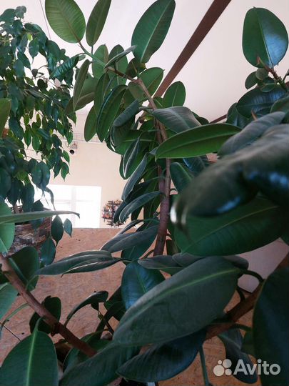 Фикус каучуконосный большой