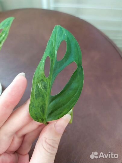 Монстера индо минт вариегатная