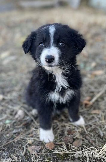 Щенки мимимишки