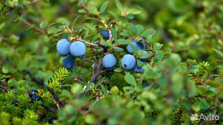Голубика ягоды