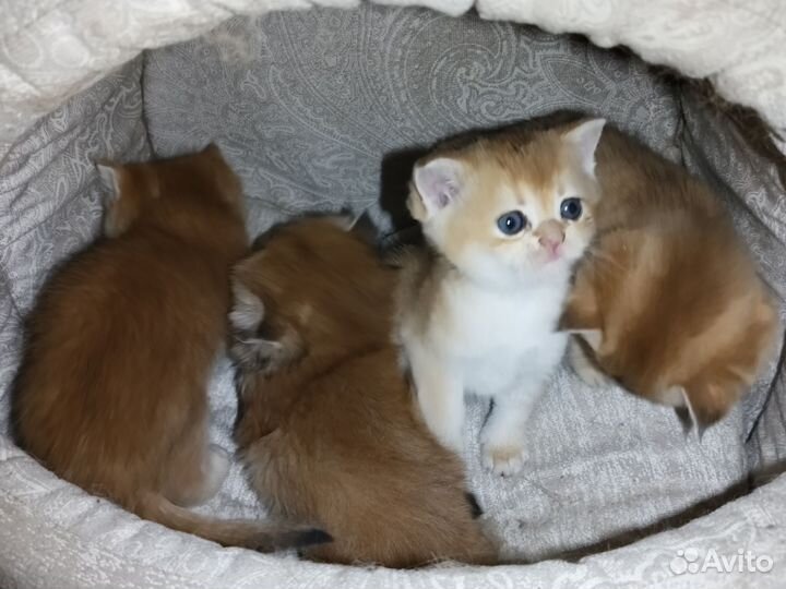 Котята британские