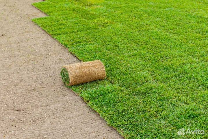 Рулонный газон от производителя