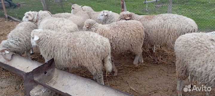 Ягнята откормленные