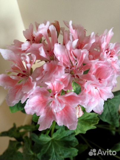 Пеларгония герань Godshill