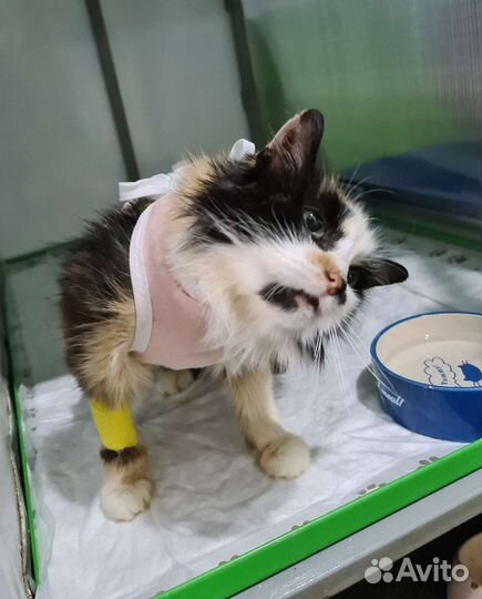 Стерилизованная Маруся для Надёжных хозяев