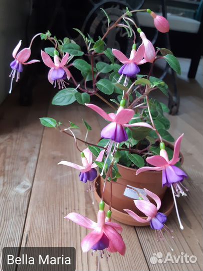 Фуксия сортовая (укорененные черенки) ч.2