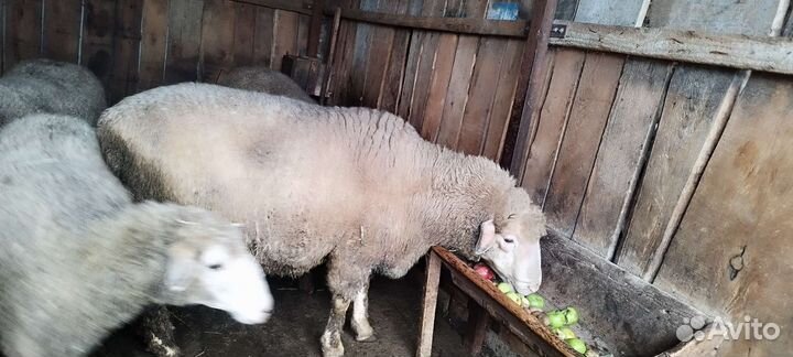 Баран на зарез