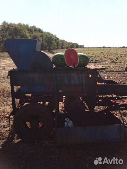 Семена арбуза