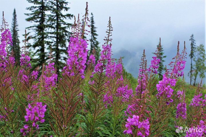 Семена Иван-чая