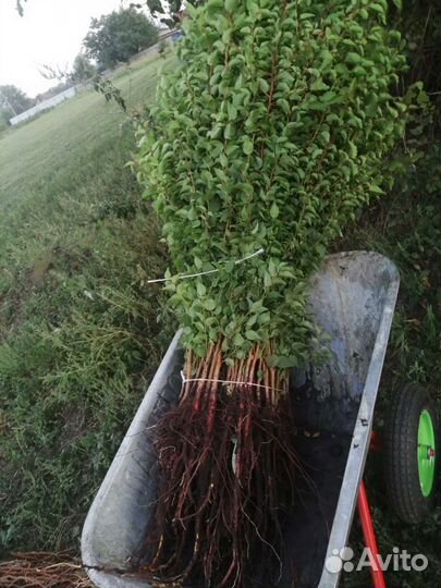 Груша дичка