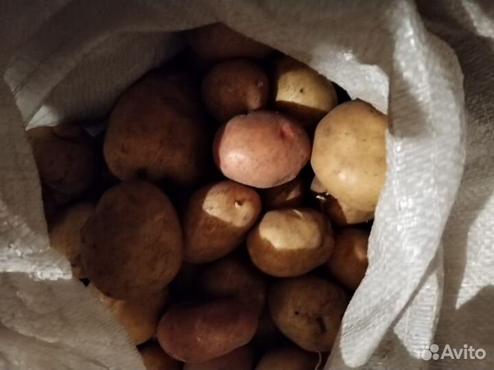 Продам картофель, урожай 2024