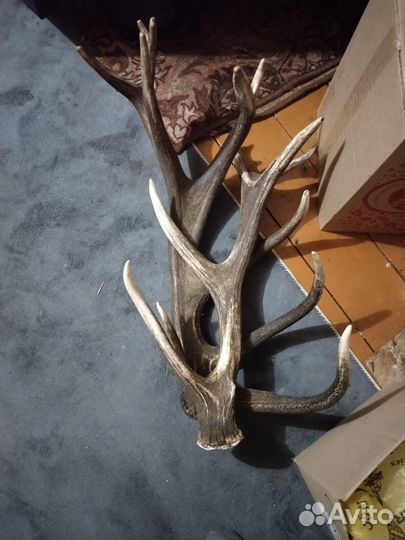 Продам рога оленя
