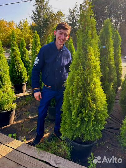 Туя западная колумна