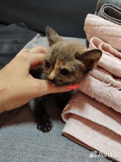 Котята в добрые руки бесплатно