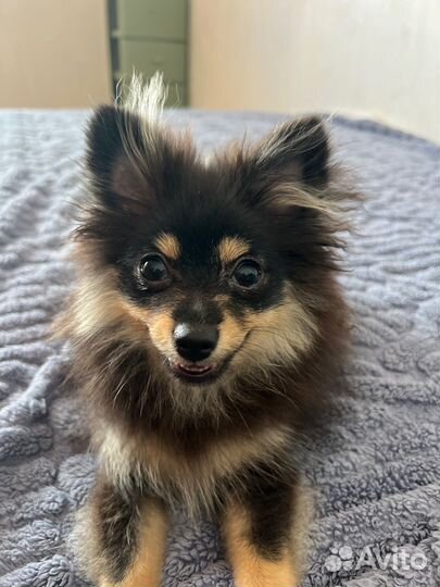 Померанский шпиц