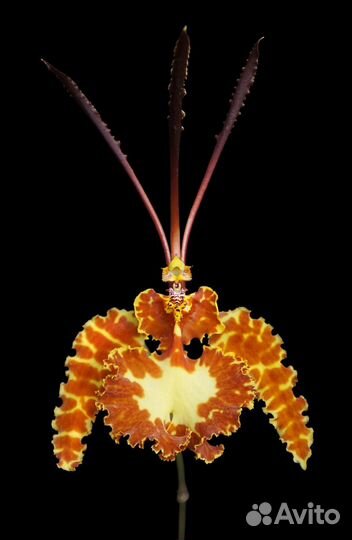 Орхидея. Психопсис.Psychopsis Mariposa