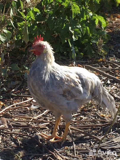 Легорн изабелла