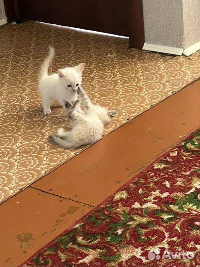 Котята