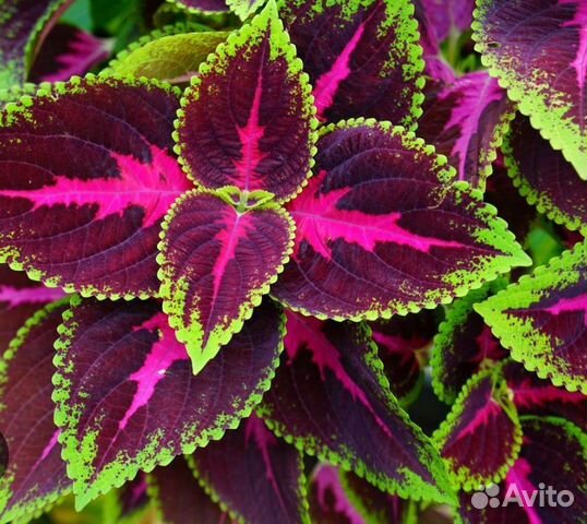 Колеус-черенки укорененные купить в Самаре | Товары для дома и дачи | Авито