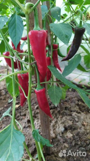 Перец горький