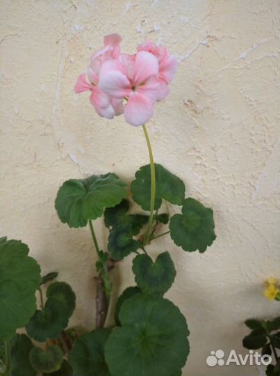 Цветы: Каланхоэ,Алое,Пеларгония,Традескан и другие