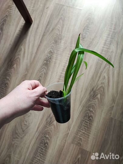Хлорофитум: комнатное растение: Укоренённые