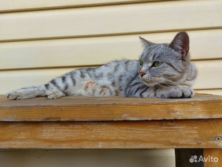 Молодая кошечка