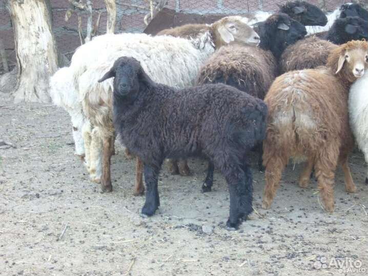 Фермерское мясо баранина